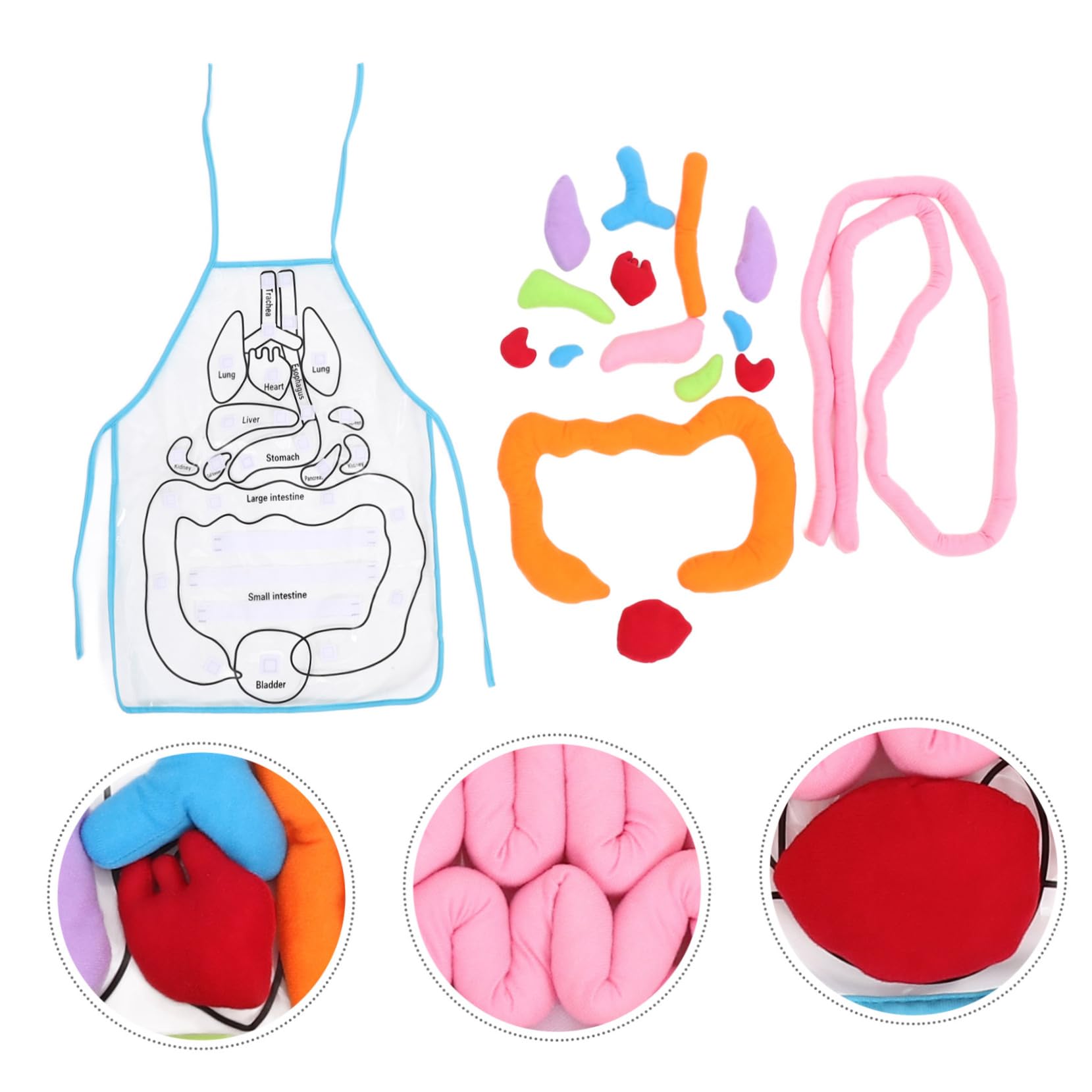Delantal de Órganos del Cuerpo Humano en 3D para Niños Decoracion Colegio