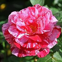 Vista 2 de Heirloom Roses Planta de rosas - Scentimental™ Multi Rosal, Arbusto Planta viva para plantar al aire libre