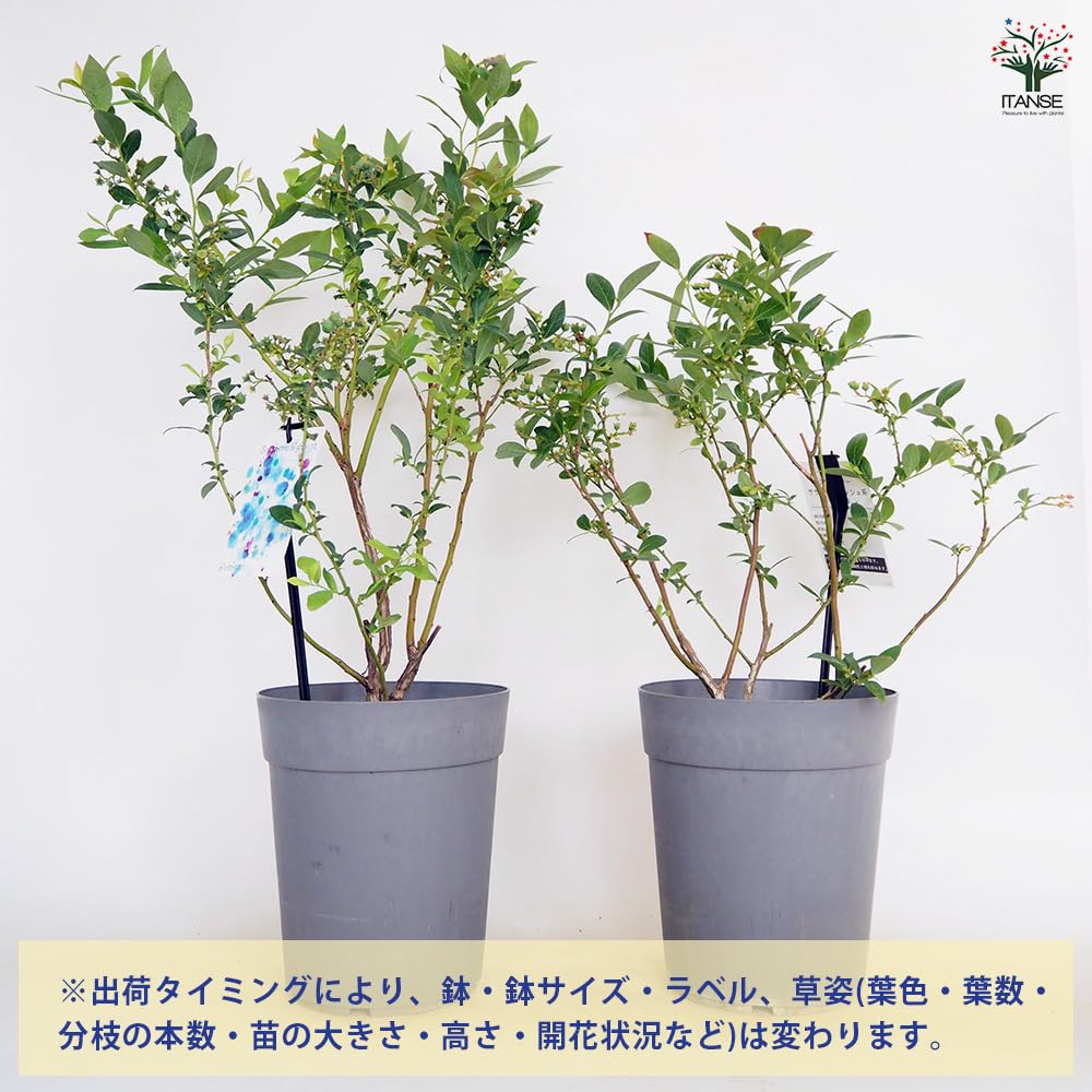 Amazon.co.jp: ITANSE サザンハイブッシュ系 ブルーベリー