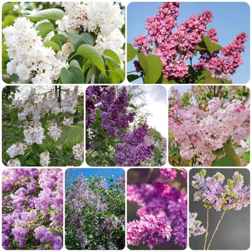 20 piezas Semillas decorativas lilas - Plantas en macetas en el exterior, Syzygium aromaticum resistente, decoración floral, plantas en macetas resistentes al invierno, semillas de flores