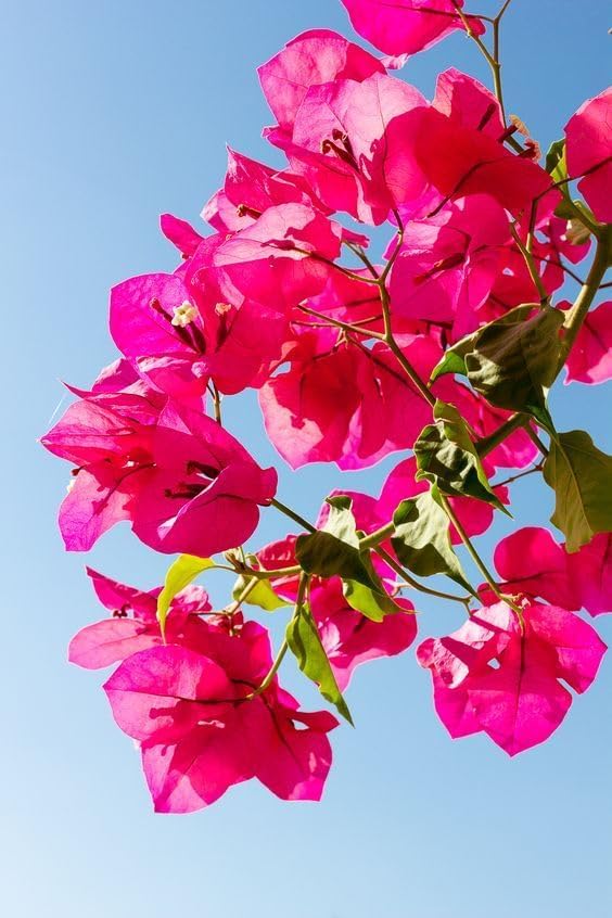 Image of live plants (PINK BOUGAINVELLIA)
