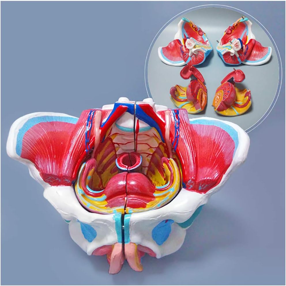 Female Pelvic Model - Medical Anatomical Pelvic Model with Genital Blood Vessel Neuromuscular Uterus Anatomy Model - Pelvic Muscle Anatomical Model with Pelvic Floor