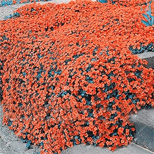 YEGAOL Garden 100Pcs Orange Creeping Thyme Seeds Non-GMO Perennial Fragrant Low Maintenance Herb Seeds Home Garden Backyard Plant