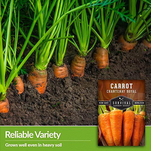 Royal Chantenay Carrot Seeds for Planting – Survival Garden Seeds (2 Packs) - Image 4
