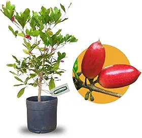 Muda de Fruta do Milagre Formada Produtiva