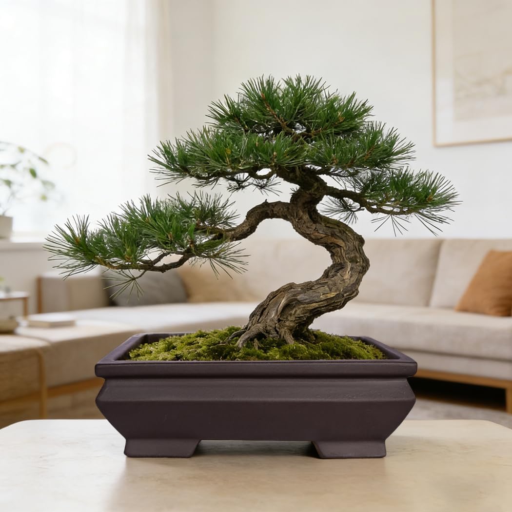 MUZHI Unglazed Ceramic Bonsai Pot with Drainage Tray, Rectangle Vintage Brown Bonsai Planter with 4 Raised Feet for Juniper Maple, Succulent Planter Pot with Drip Tray (Elegant Rectangle)