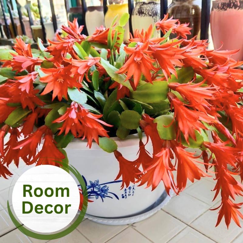 Miniatura 8 de Planta de cactus de Pascua naranja viva, plantas de interior que florecen en las fiestas, plantas de interior vivas, suculentas bien arraigadas de 5