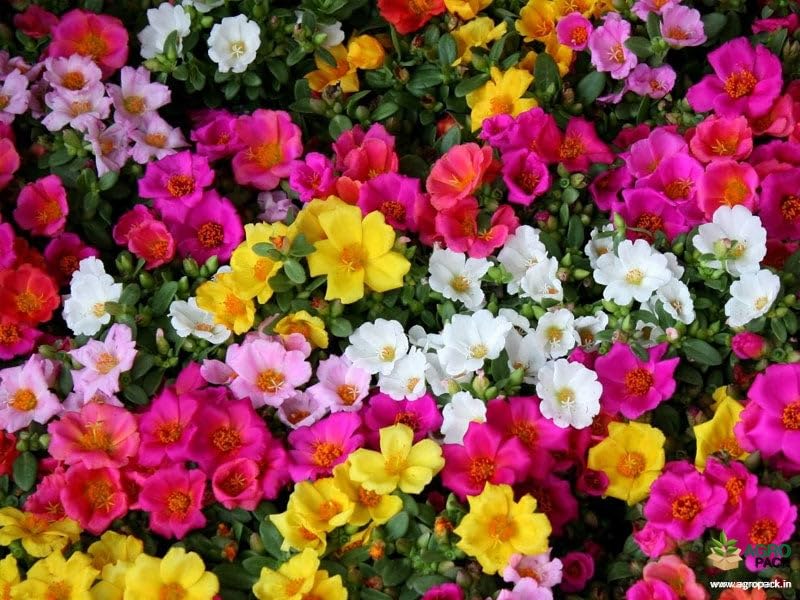 Mphmi Live Plants PORTULACA OLERACEA AND PORTULACA GRANDIFLORA 5 (B0CX9F9HCG) Amazon Price History, Amazon Price Tracker