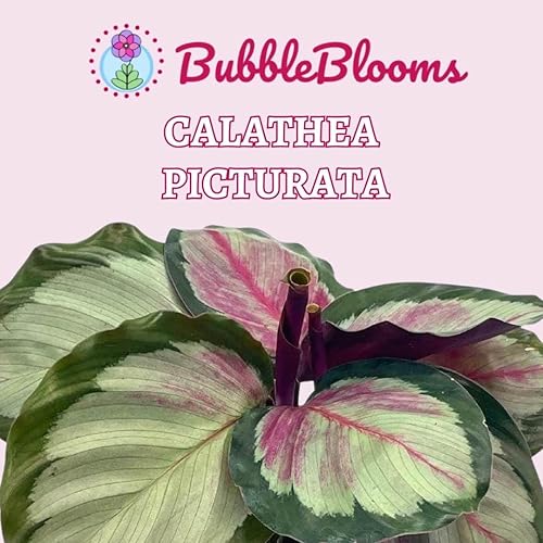 Miniatura 2 de Calathea Picturata, 4 pulgadas, planta de casa de oración, Gouletii Van-den-heckei (Lem.) Regel