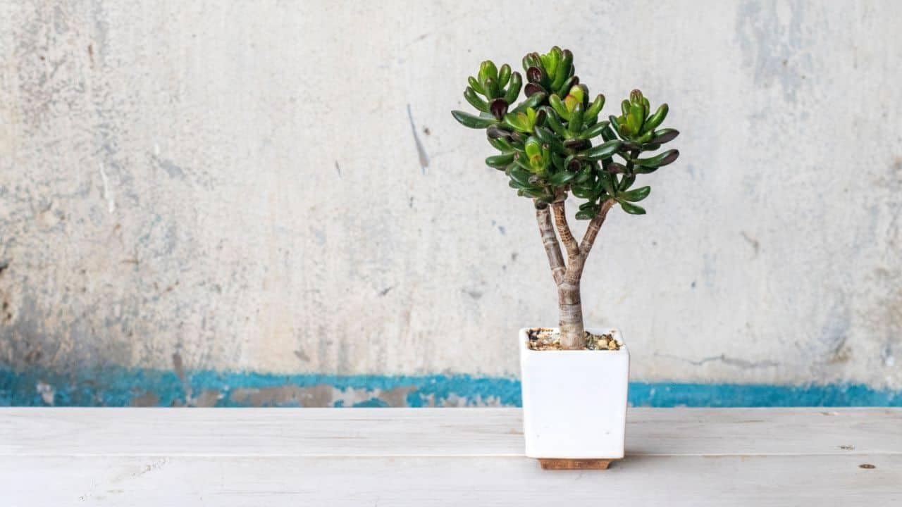 Jade plant indoor live plant big size,live plant for big size jade plant (Pack of 1)-image-23