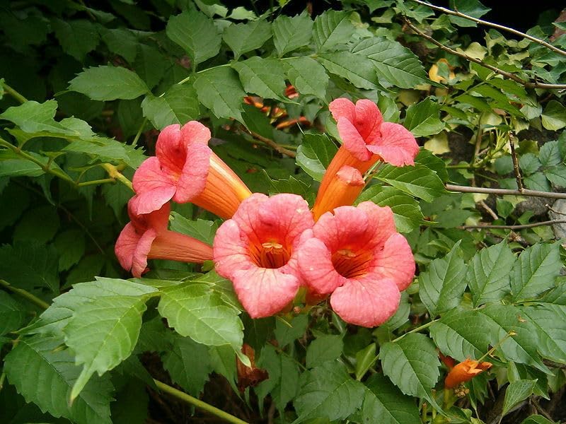 Amerikanische Klettertrompete Campsis radicans Pflanze 90-100cm...