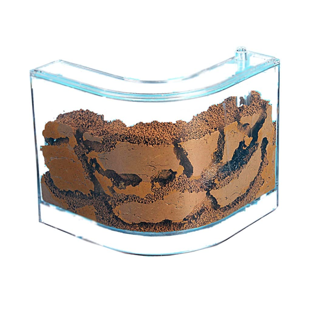 Formicaio Trasparente Fai Da Te - Habitat Per Formiche Con Alimentatore, Osservazione Comportamento Insetti - Foto 3