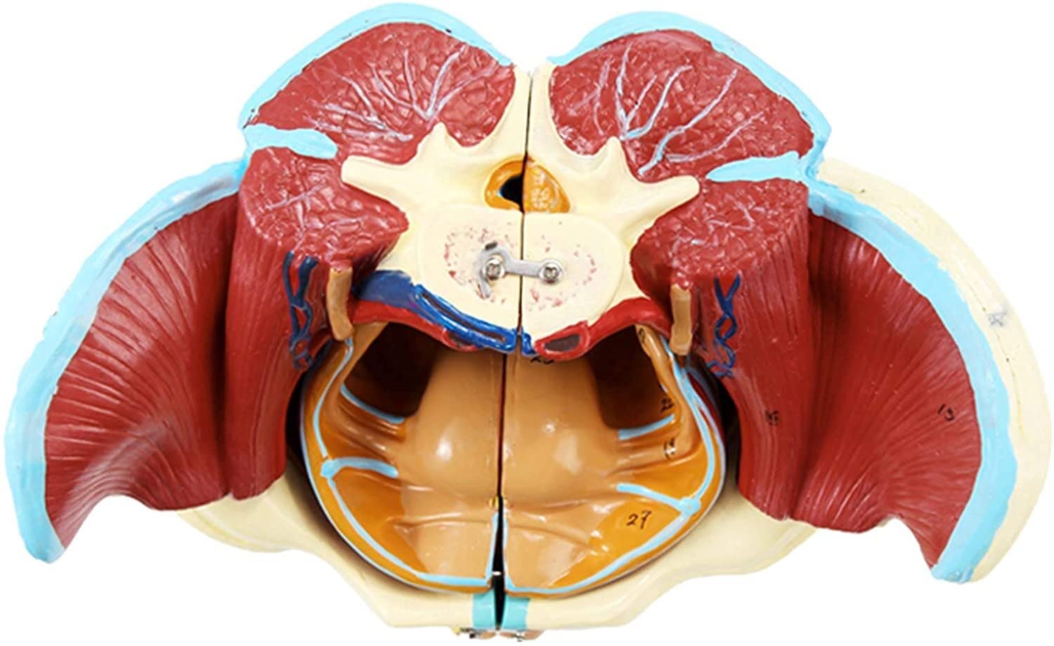 Kobiecy Model Miednicy, Medyczna Miednica Anatomiczna, Mięśnie Nerwów Naczyniowych, Model Anatomiczny, Anatomiczny Model Narządów Ludzkich