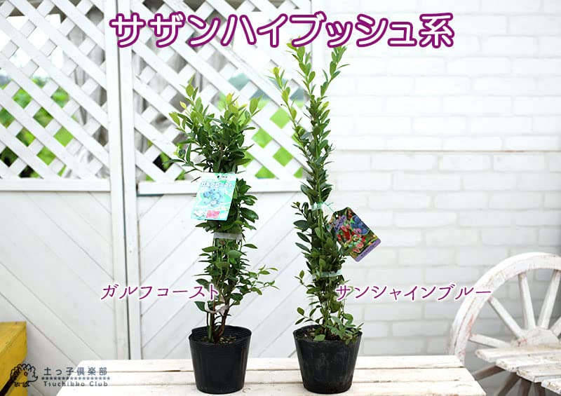 Amazon.co.jp: ブルーベリー【選べる品種】苗木（3年生）4.5号