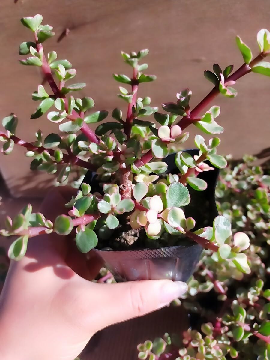 Amazon.co.jp: 込みポーチュラカリア アフラ バリエガーダ 雅楽の舞錦