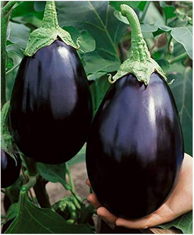Image of Brinjal summer vegetable