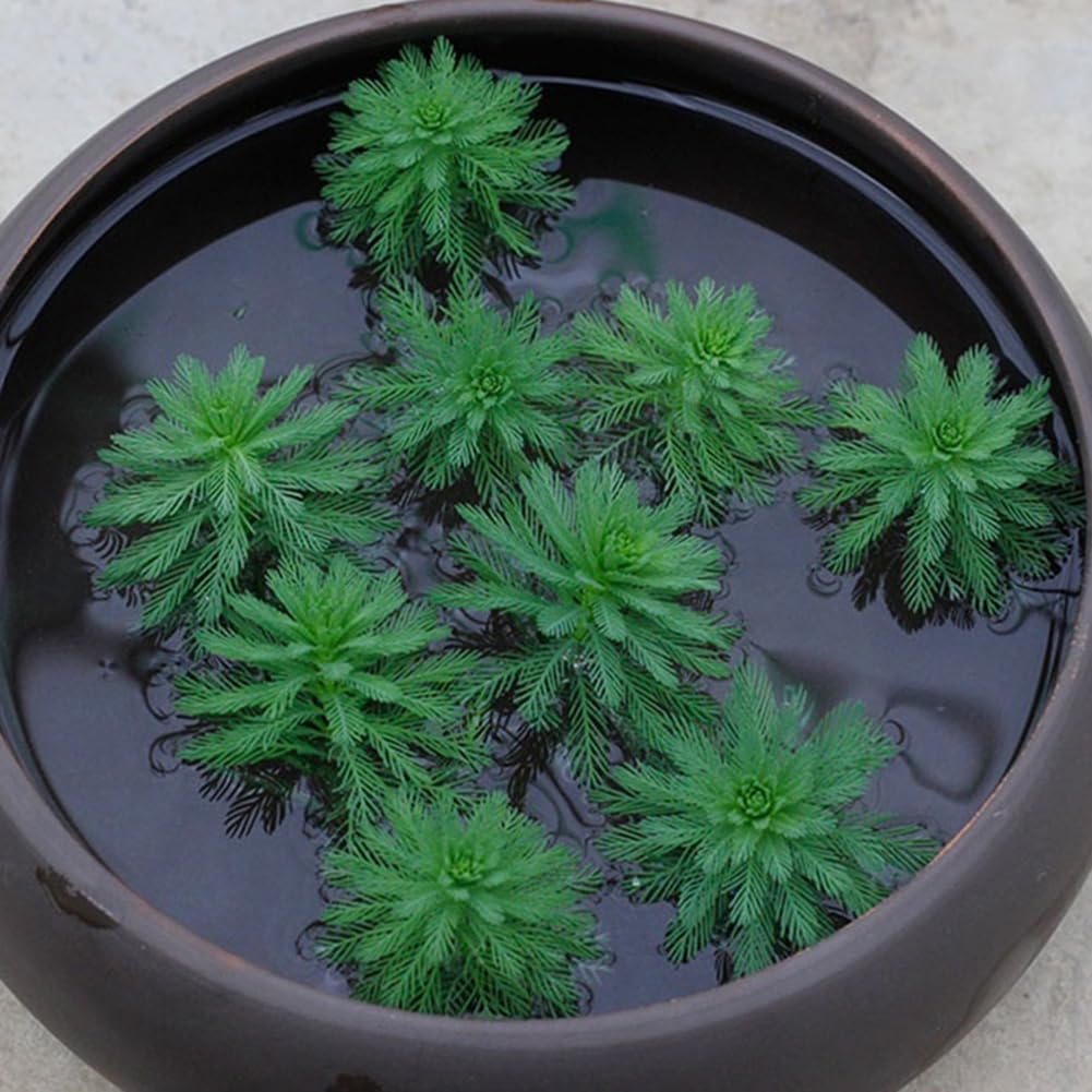 100 piezas de semillas de plantas, jacinto de agua Pistia Hottonia Ludwigia Pond Decor Semillas de plantas acuáticas B