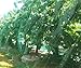 CandyHome Green Anti Bird Protection Net Mesh Garden Plant Netting Protect Seedlings Plants Flowers Fruit Trees Vegetables from Rodents Birds Deer Reusable Fencing (13Ft x 33Ft)
