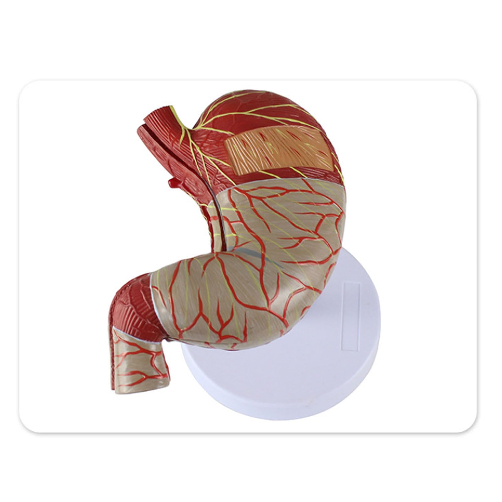 Modelo de estómago Humano ampliado en 2 Partes. Modelo anatómico digestivo. Modelo de Cuerpo Humano. Anatomía. Suministros y Equipos médicos.