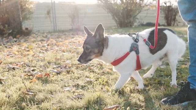 Pettorina Cinquetorri Per Cani Piccoli E Medi - Morbida, Traspirante, Turchese Taglia 1 - Foto 9