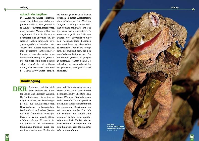 Südlicher und Nördlicher Flechtengecko: Mniarogekko chahoua und Mniarogekko jalu (Buchreihe Art für Art Terraristik)