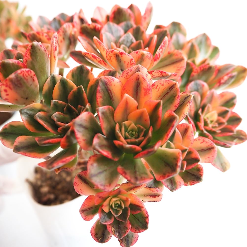 Amazon｜ITANSE 多肉植物 アエオニウム 甜茶錦 3.5号 3個セット