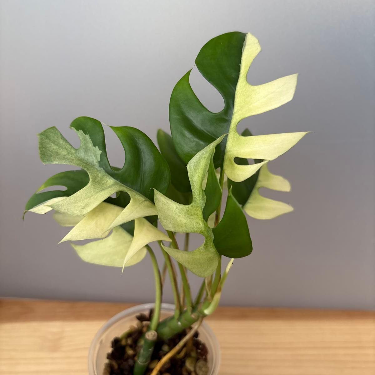 ヒメモンステラ 斑入り パラゴン⭐️大株⭐️ 観葉植物 ヒメモンステラ