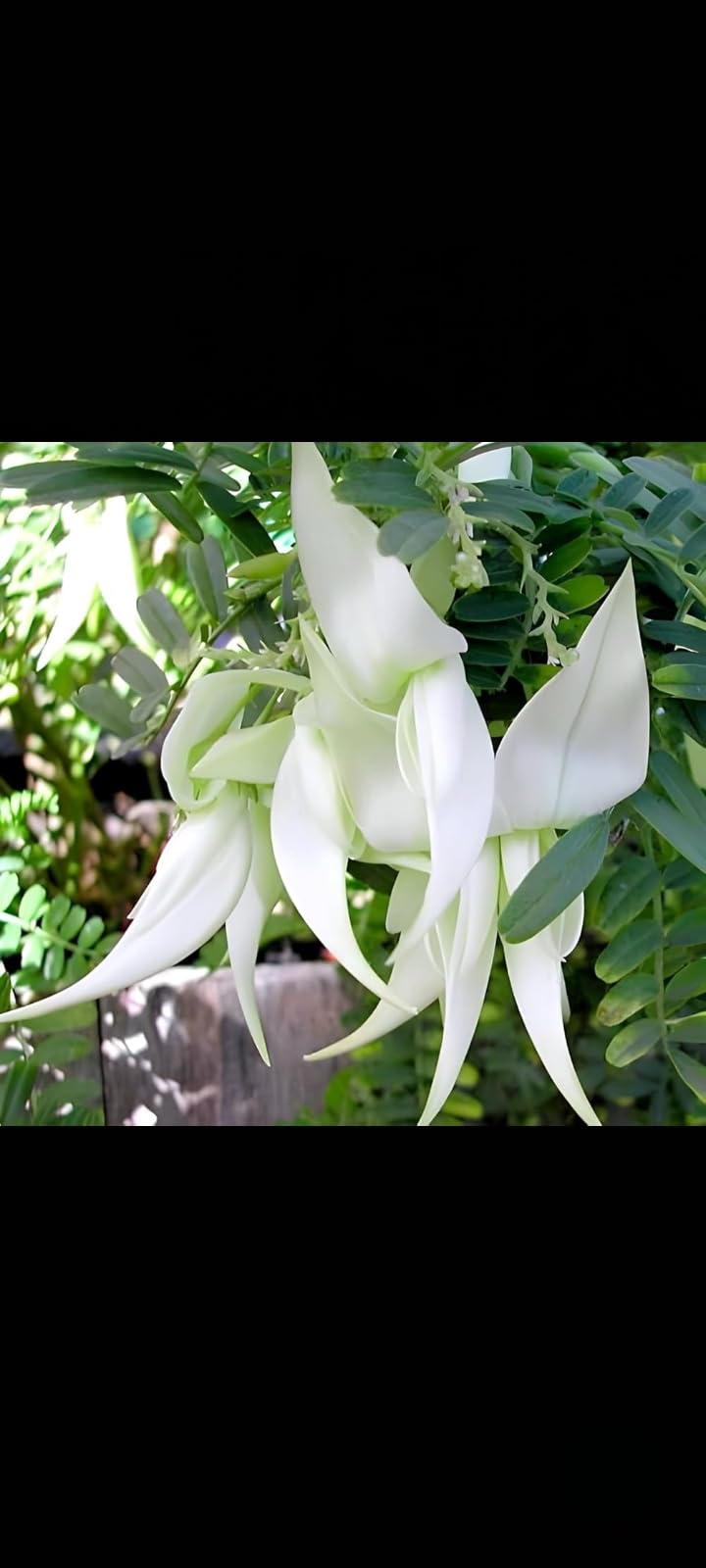 Original White Bok Phool Plant - Outdoor Living For Home Garden