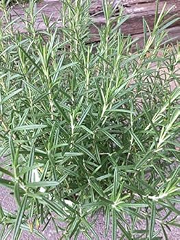 Amazon｜ローズマリー 8号｜観葉植物 オンライン通販