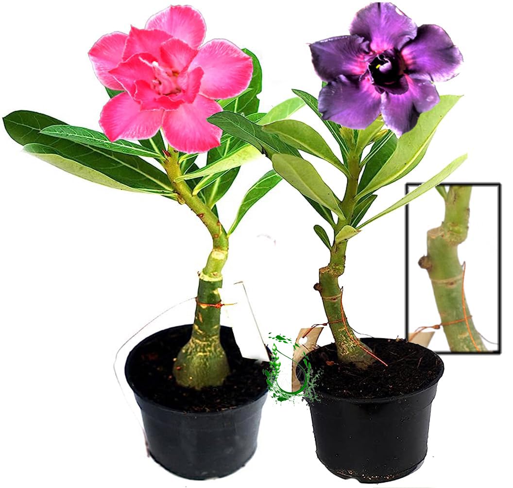 Adenium plants live with pot Bonsai Combo Set of 2 Rosy Grafted Multi Petal Desert Rose (B09NL47M1T) Amazon Price History, Amazon Price Tracker
