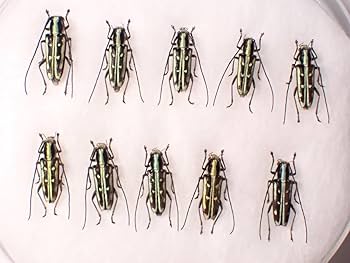 カミキリムシ標本3点まとめて　専用 カミキリムシ標本 - メルカリ