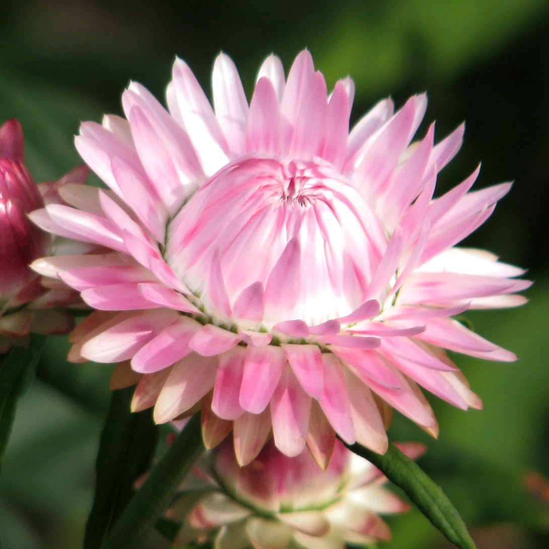 春待ち＊桜色のスターチスと帝王貝細工のナチュラルリース 春待ち＊桜色のスターチスと帝王貝細工のナチュラルリース 春待ち＊