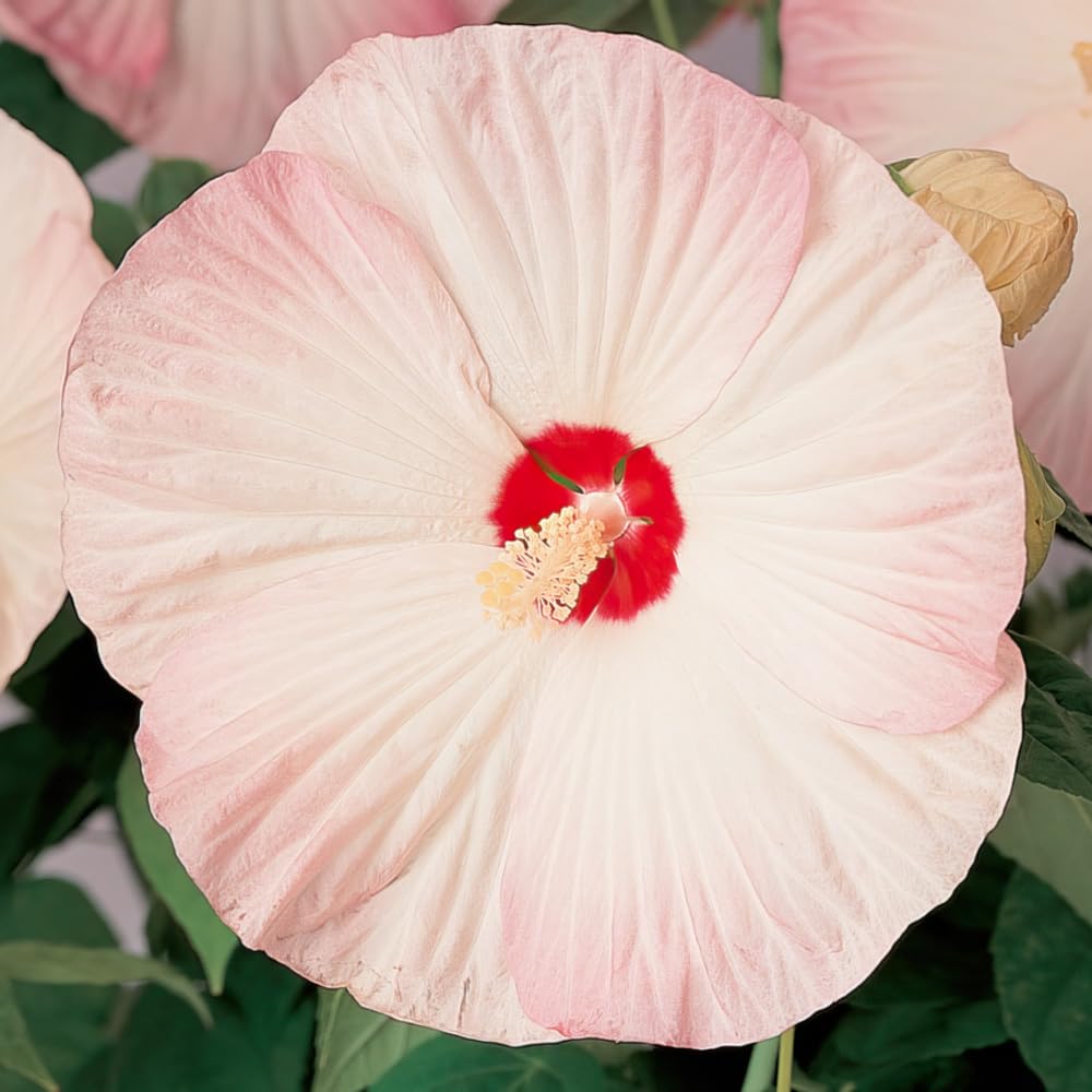 Hibiscus 'Nippon Blush'. Plug Plant x 3. Large Trumpet Shaped Flowers. Perennial for pollinators. Available from Bedwen Plants