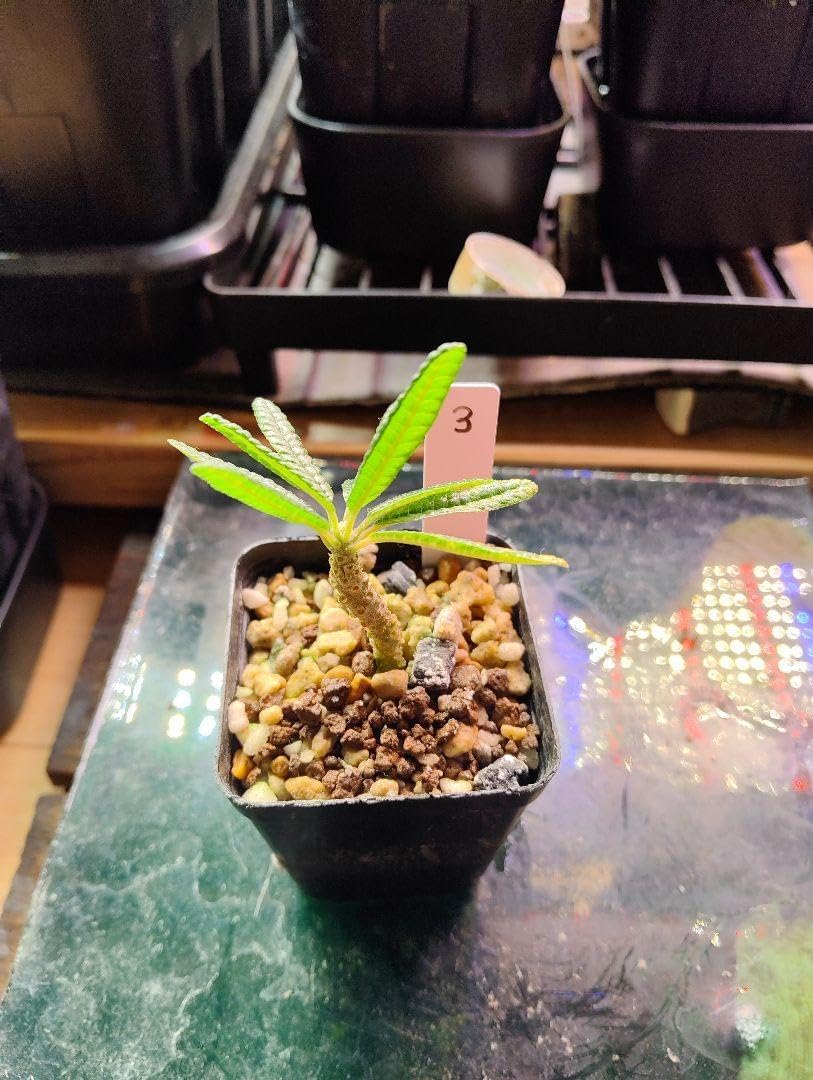 発根済み ドルステニア ギガス ブラータ 挿木 No.3 発根済み 発根済み ドルステニア ギガス ブラータ 挿木 No.3 発根済み