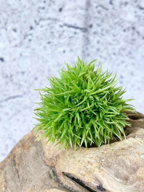 ◆ チランジア　アエラントス　テディベア　特大サイズ 84 Amazon.co.jp: Frontier Plants現品チランジアアエラントス