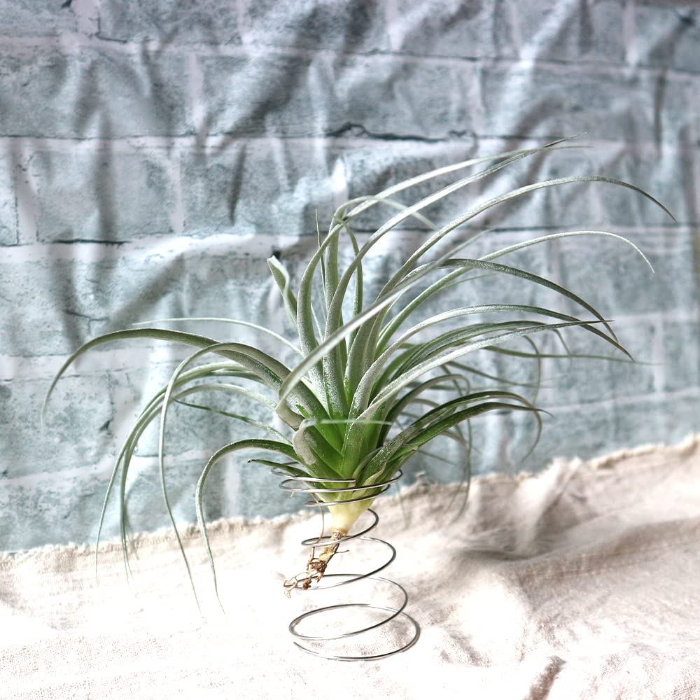 Amazon｜ITANSE チランジア コットンキャンディー Rサイズ 1個