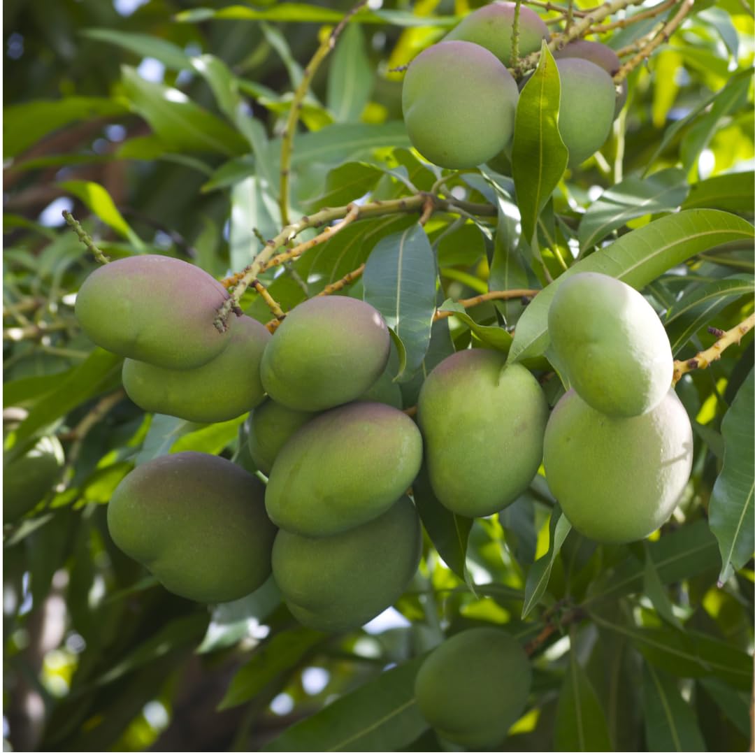 M-Tech Gardens Rare Mango Fruit Plant (Kalluketti, Grafted Hybrid) Exotic 1 Live Fruit Plant