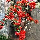 semillas de buganvilla resistentes para jardines de rocas exótico regalos para jardineros trepadoras resistentes decoraciones jardín exteriores decoración balcón 650pcs