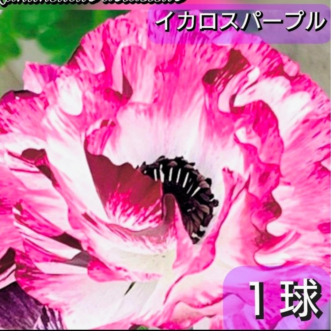 Amazon.co.jp: 宿根草 タキイ種苗 ラナンキュラス イカロス パープル