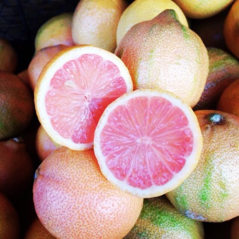 Amazon.com : Pink Lemon Tree Live Plant, Variegated Lemon Trees