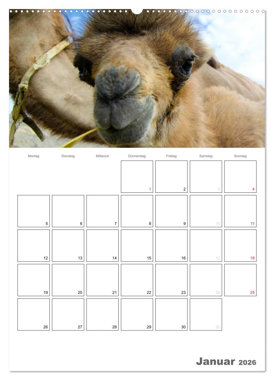 Kamel Porträt (hochwertiger Premium Wandkalender 2026 DIN A2 hoch), Kunstdruck in Hochglanz: Der etwas andere Tierkalender jetzt als Familienplaner (CALVENDO Tiere)