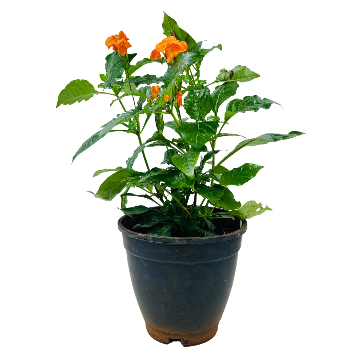 Hug A Plant | Kanakambaram | Aboli | Crossandra | Firecracker Flower (Crossandra Infundibuliformis) Flowering/Ornamental Live Plant (Home & Garden) (B0C9STS251) Amazon Price History, Amazon Price Tracker