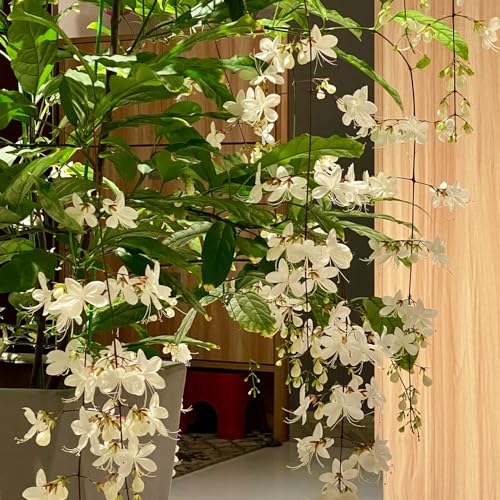 Flor De Jazm n Aprende C mo Tomarla Y Aprovecha Sus Beneficios flor-de-jazm-n-aprende-c-mo-tomarla-y-aprovecha-sus-beneficios