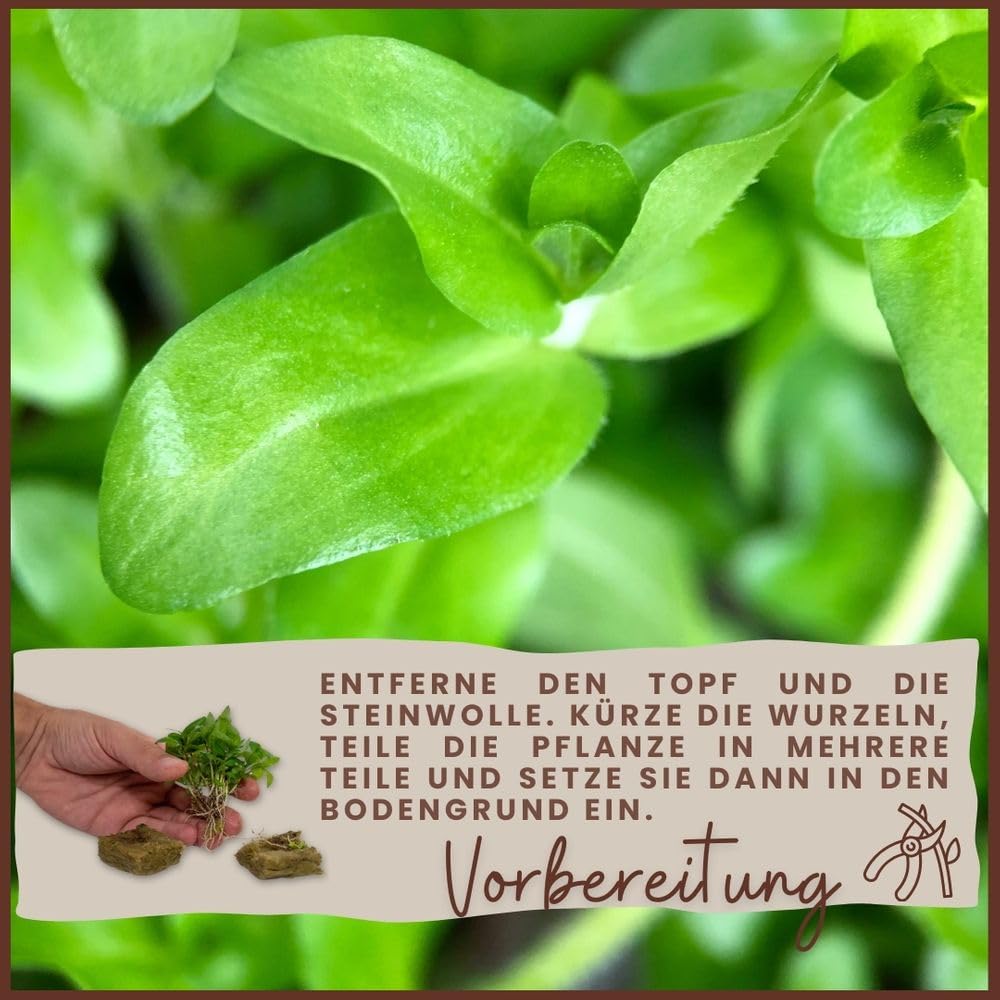 Set 5 Piante Acquatiche Per Acquario - Limnophila, Alternanthera, Ammannia, Ludwigia, Radicate - Foto 5