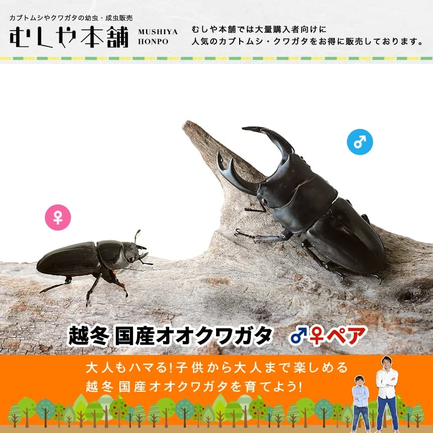 Amazon | 【販売 むしや本舗】越冬 国産 オオクワガタ 成虫 オス メス