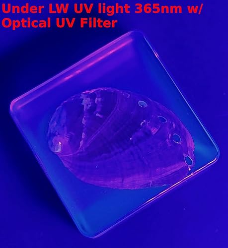 Miniatura 9 de Concha de abulón real de 2.9 pulgadas en resina de lucita cristalina, espécimen de pisapapeles preservado de mar marino brillante, colección de