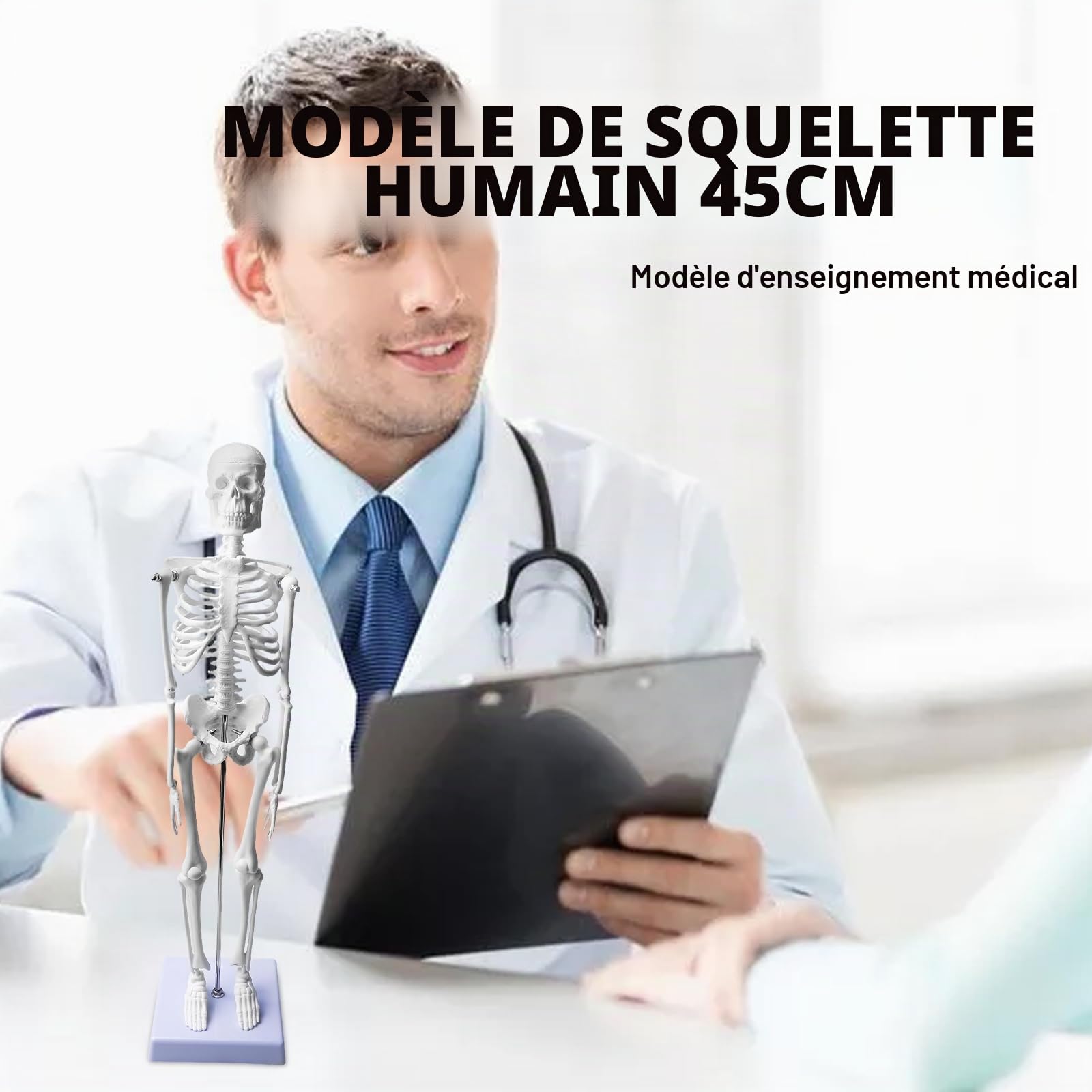 Modèle squelette humain 45 cm pour anatomie, petit squelette modèle anatomique, modèle d'anatomie fonctionnel pour les études de médecine et les cliniques