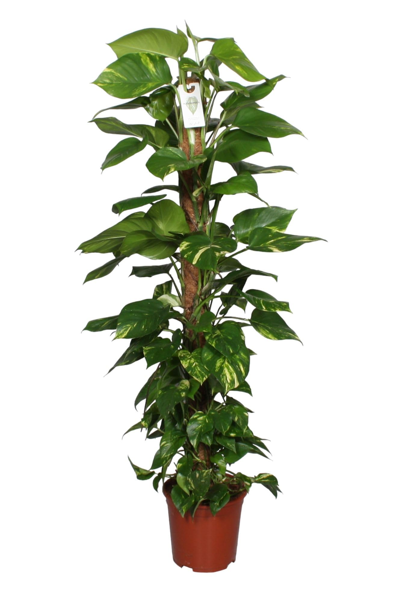 Efeutute (Epipremnum Aureum) am Moosstab – XXL, Pflegeleichte, Luftreinigende Zimmerpflanze im Topf Ø 27 cm, Höhe ca. 160 cm