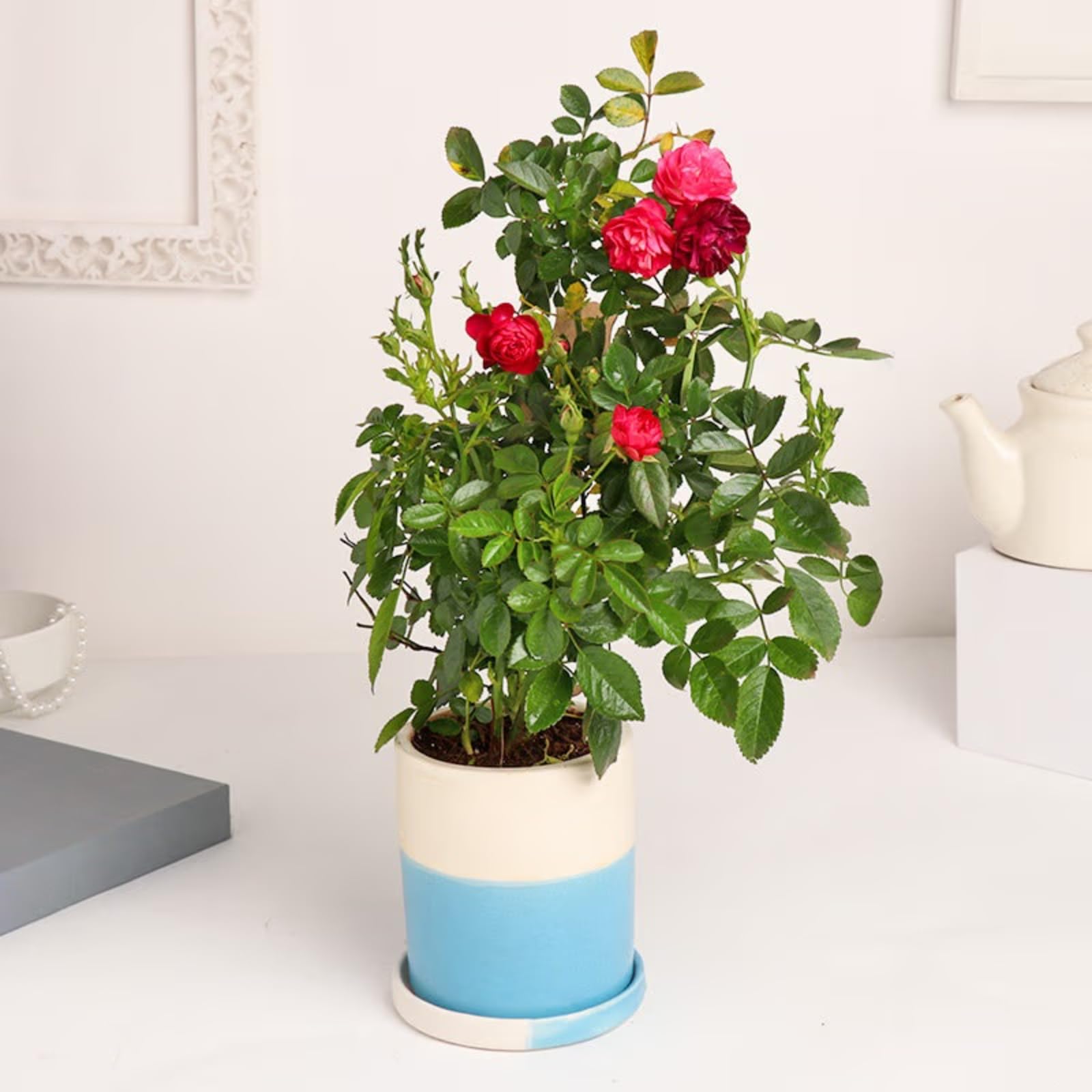 FlowerAura Love Theme Special Air Purifying Live Romantic Rose Indoor Plant In Ceramic Pot For Valentines Day Gift, Birthday Gift, Anniversary Gift & Mothers Day Gift (Same Day Delivery) (B0CT3TNX2F) Amazon Price History, Amazon Price Tracker