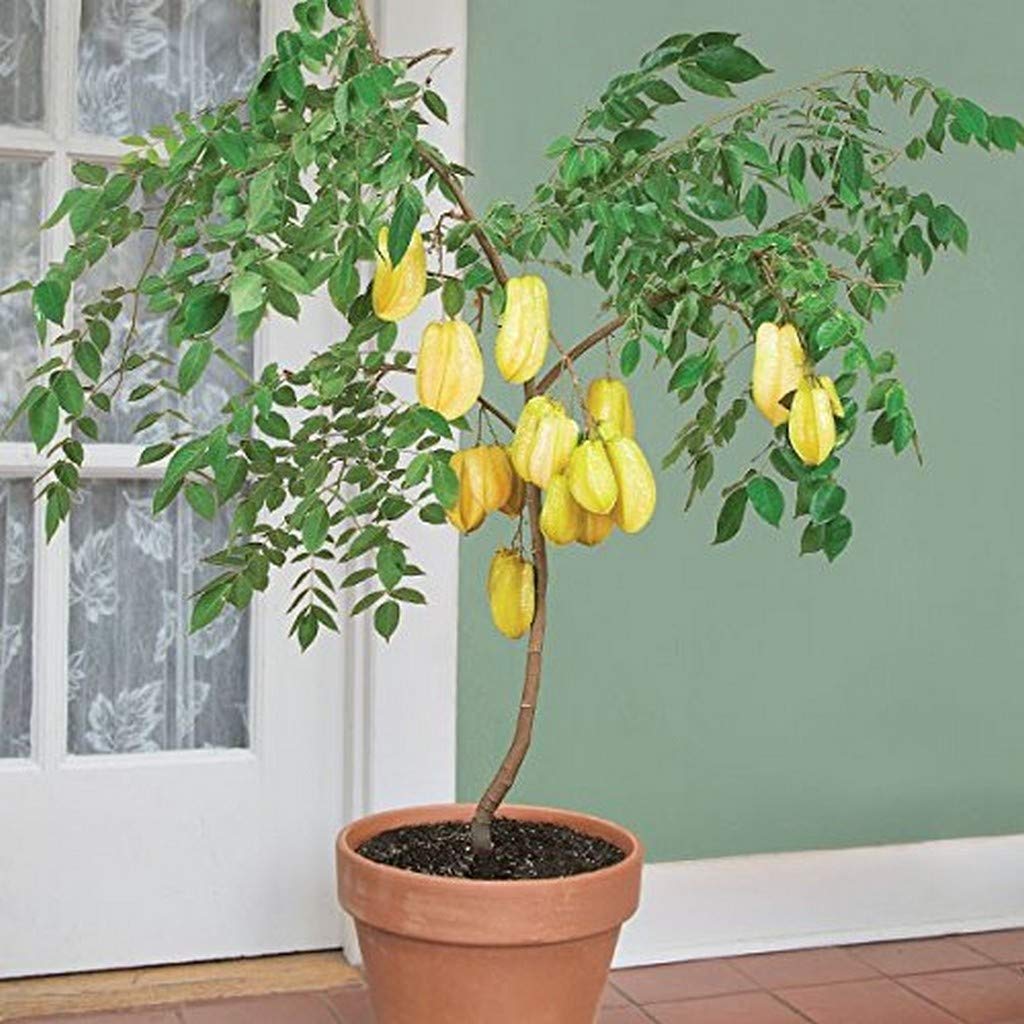 Creative Farmer Live Plant Star Fruit Carambola Bonsai Suitable Exotic